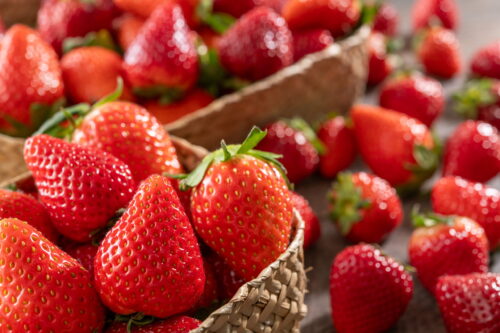 【霧島ファーマーズ・マーケット】4/5日 緊急開催 いちご「かおり野」100パック限定販売決定!